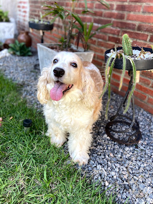 Cachorrinho no jardim, em foto publicada no perfil da Sweet Pet House